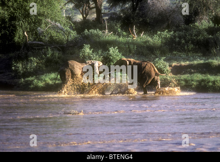 Junge männliche Elefanten spielen kämpfen in den Uaso Nyiro Fluss Samburu National Reserve Kenia in Ostafrika Stockfoto