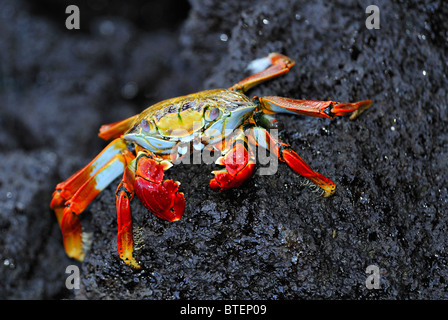 Rote Felsen-Krabben auf Seymour Island, Galapagos, Ecuador Stockfoto