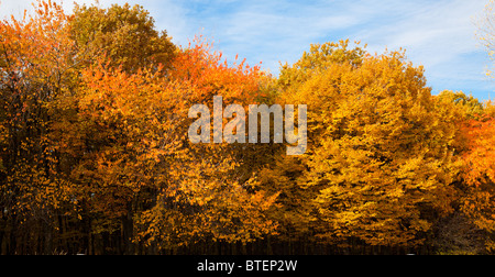 Beautiful panoramic landscape of a forest in autumn, in Romania. Stockfoto
