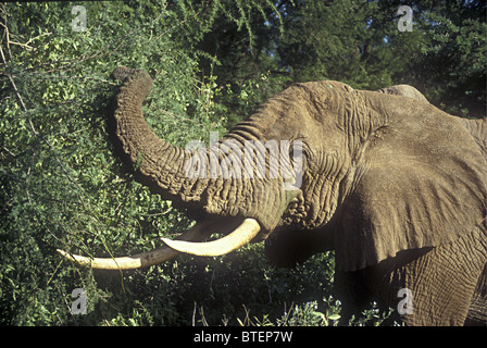 Afrikanischer Elefant Surfen auf Akazie mit Stamm Zweigen in Samburu National Reserve Kenia in Ostafrika zu greifen Stockfoto