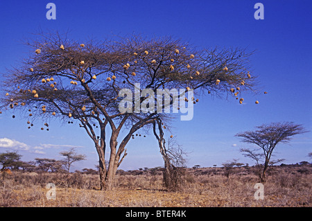 Acacia Tortilis Baum mit Nester von Weber Samburu National Reserve Kenia Ostafrika gebrochen Äste beschädigt durch Elefanten Stockfoto