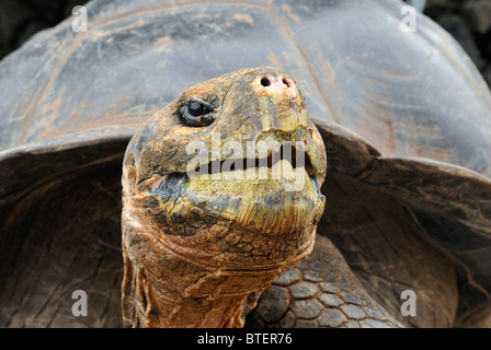 Galapagos-Schildkröte bei Charles Darwin Research Station, Galapagos, Ecuador Stockfoto