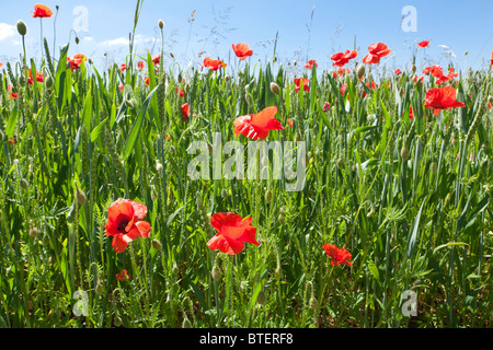 Mohnblumen in einem Weizenfeld in der Nähe des Cotswold-Dorfes Condicote, Gloucestershire, Großbritannien Stockfoto