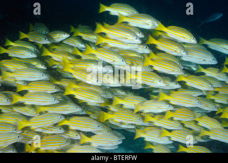 Schule von blau und Gold Snapper Fischen, Galapagos, Ecuador Stockfoto