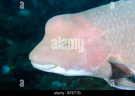 Mexikanische Lippfische, Galapagos, Ecuador Stockfoto