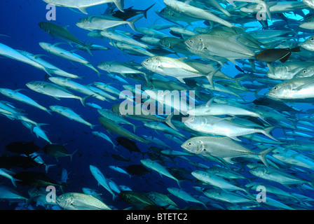 Schule für Großaugenthun Trevalle Buchsen, Galapagos, Ecuador Stockfoto