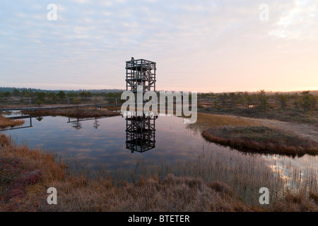 Aussichtsturm im Männikjärve Moor Stockfoto