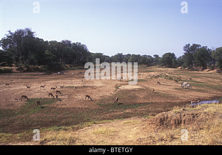 Bett des Uaso Nyiro River Samburu National Reserve Kenia in Ostafrika mit Grevy Zebra Impala Grants Gazelle Beweidung ausgetrocknet Stockfoto