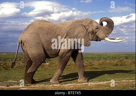 Ältere männliche Elefantenbulle mit feinen Elefantenstoßzähne kratzte sich am Kopf mit seinem Rüssel Amboseli Nationalpark Kenia in Ostafrika Stockfoto