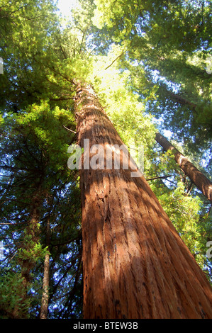 riesigen Redwood-Baum Stockfoto