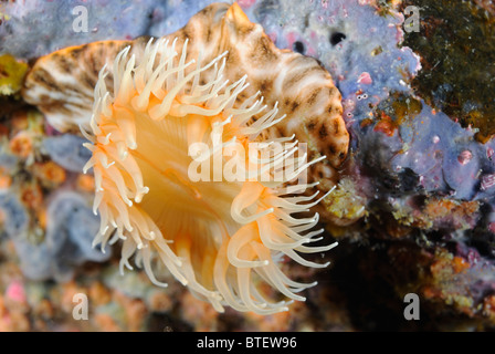 Tiger-Anemone, Galapagos, Ecuador Stockfoto