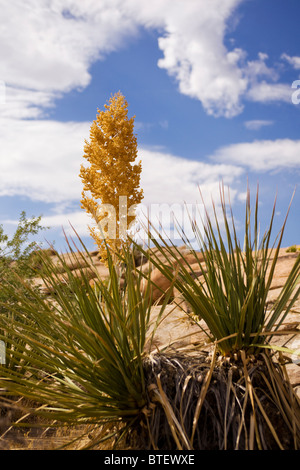 Yucca (Yucca Schidigera) - Pflanzen Mojave, Kalifornien USA Stockfoto