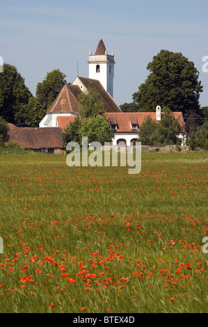 Elk188-3494v Tschechien mährischen Dorf mit Mohnblumen im Weizenfeld Stockfoto
