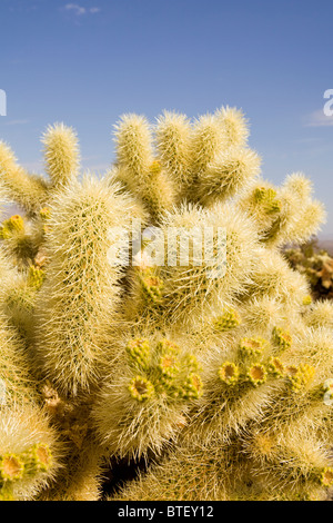 Cholla Cactus close up - Kalifornien, USA Stockfoto