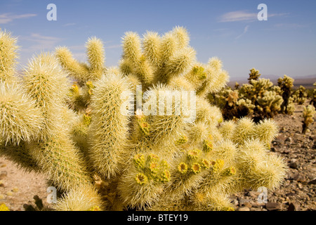 Cholla Cactus close up - Kalifornien, USA Stockfoto