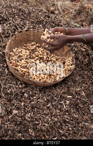 Indische Womans Hände halten Harvested Erdnüsse in Andhra Pradesh, Indien Stockfoto