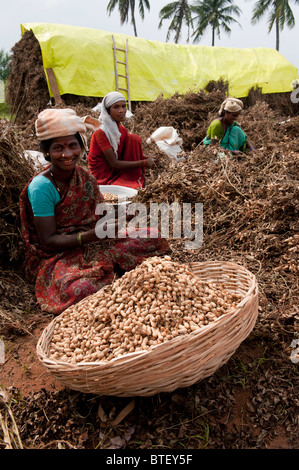 Indische Frauen Ernte Erdnüsse in Andhra Pradesh, Indien Stockfoto