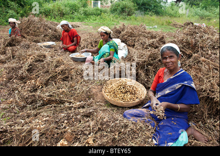 Indische Frauen Ernte Erdnüsse in Andhra Pradesh, Indien Stockfoto