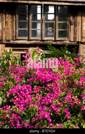 Schöne Blumen wachsen vor einem Haus in der Nähe von ländlichen Pai, Thailand. Stockfoto