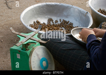 Eine Straße Verkäufer bereitet lebenden Insekten in der Vorbereitung für den Verkauf auf einem Bürgersteig Essen Marktplatz in Kampong Cham, Kambodscha. Stockfoto