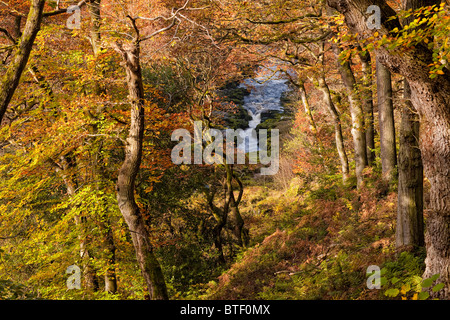 Strid, eine Engstelle des Flusses Wharfe im Strid Woods in Bolton Abbey, North Yorkshire. Herbst Stockfoto