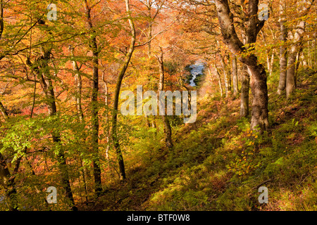 Strid, eine Engstelle des Flusses Wharfe im Strid Woods in Bolton Abbey, North Yorkshire. Herbst Stockfoto