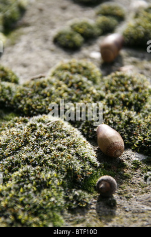 Acorn Typ Samen am Boden Waldweg Stockfoto