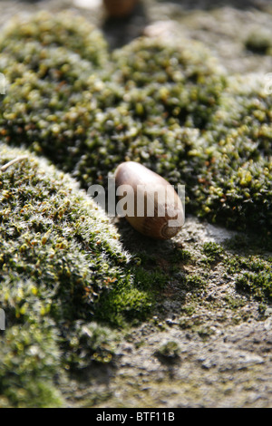 Acorn Typ Samen am Boden Waldweg Stockfoto