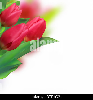 Frühling Urlaub rote Tulpe Blumen auf weißem Hintergrund Stockfoto
