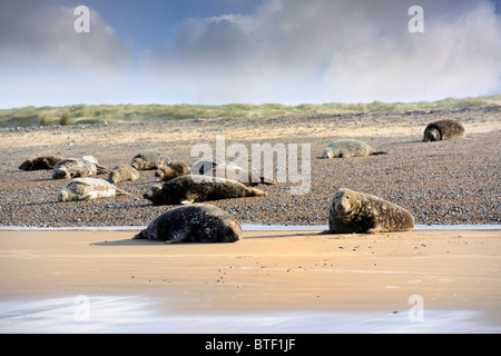 Blakeney Dichtungen Stockfoto