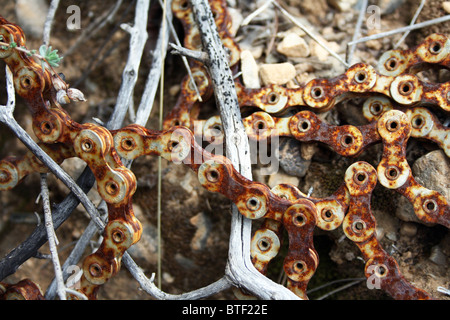 rostigen Fahrrad Kette Liebesbeziehung um Zweige Felsen klebt Stockfoto