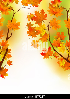 Herbstliche Ahornblätter im Sonnenlicht Stockfoto