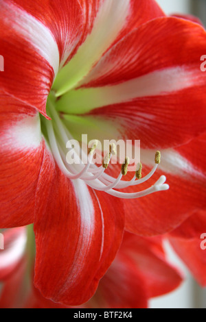 Nahaufnahme von scarlet Amaryllis zeigt Staubgefäße Stockfoto