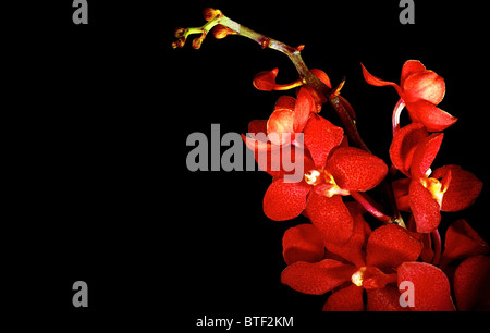 Rote frische Orchidee Blume auf schwarzem Hintergrund isoliert Stockfoto