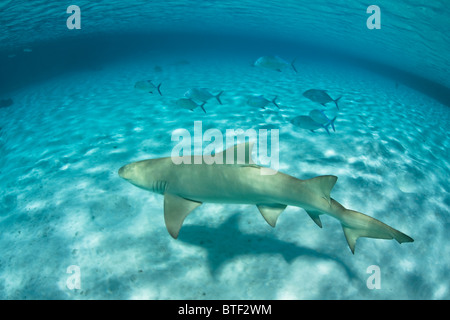 Ein Sicklefin Zitrone Hai, Negaprion Acutidens, Kreuzfahrten auf einem sandigen Boden nahe dem Rand des Barrier-Riff. Stockfoto