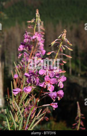 Rosebay Weidenröschen (Chamaenerion Angustifolium) in Tautropfen in der hohen Tatra, Polen Stockfoto