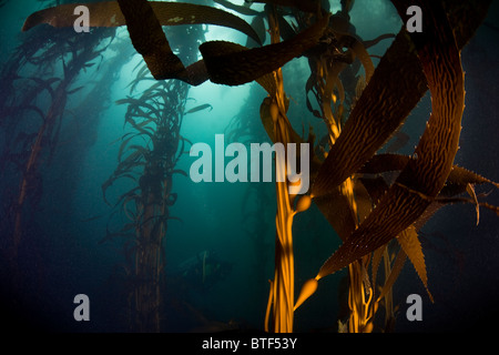 Giant Kelp, Macrocystis Pyrifera, wächst in den riesigen Wäldern entlang der Westküste von Nordamerika. Stockfoto