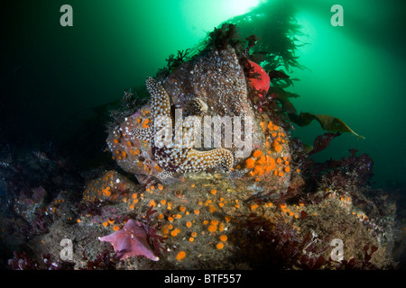 Ein Riese Seastar, Pisaster Giganteus, kriecht über der Unterseite eines Felsens von Wirbellosen in einem Kelpwald verkrustet. Stockfoto
