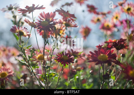 Mütter sind eine beliebte Herbst-Blume in den Vereinigten Staaten und Farbe im Garten gut in den Herbst hinein. Stockfoto