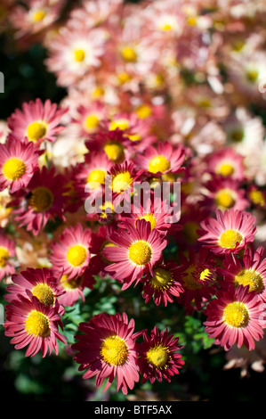 Mütter sind eine beliebte Herbst-Blume in den Vereinigten Staaten und Farbe im Garten gut in den Herbst hinein. Stockfoto