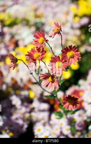 Mütter sind eine beliebte Herbst-Blume in den Vereinigten Staaten und Farbe im Garten gut in den Herbst hinein. Stockfoto