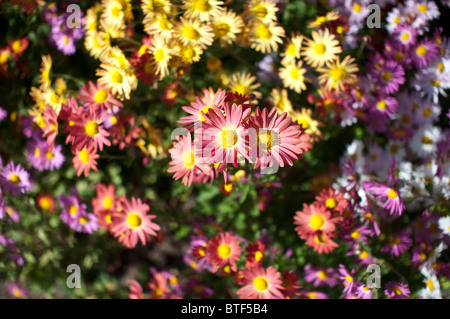 Nahaufnahme der rosa Chrysanthemen (Mums), eine beliebte Blume im Herbst in den Vereinigten Staaten. Stockfoto