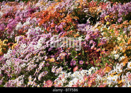 Beet voller bunte Chrysanthemen (Mums) im Oktober, ein beliebtes fallen Blume in den Vereinigten Staaten. Stockfoto