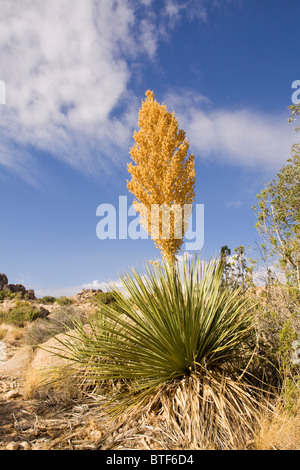 Mojave Yucca Pflanze (Yucca Schidigera) - Mojave, Kalifornien USA Stockfoto