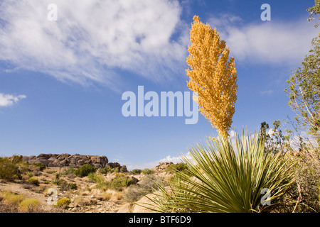 Mojave Yucca Pflanze (Yucca Schidigera) - Mojave, Kalifornien USA Stockfoto