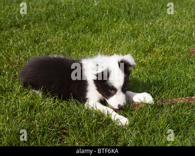 Sieben Wochen alten Border-Collie Welpen Hund grüne Wiese Gras Stockfoto