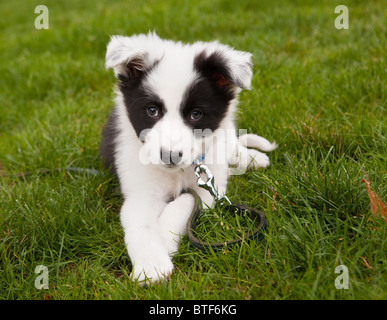 Sieben Wochen alten Border-Collie Welpen Hund grüne Wiese Gras Stockfoto