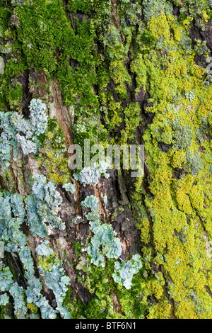 Bunte Moss & Flechten auf Baumrinde Stockfoto