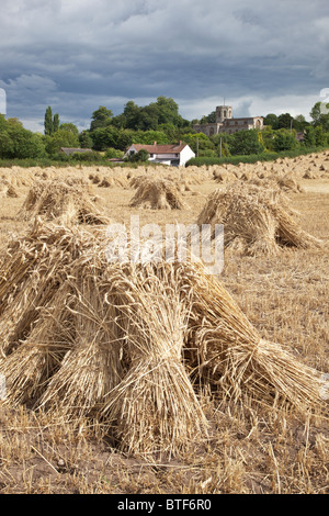 Stiche von Weizen geerntet und Stapeln zum Trocknen mit North Curry Kirche St. Peter und St. Paul im Hintergrund, Somerset Stockfoto