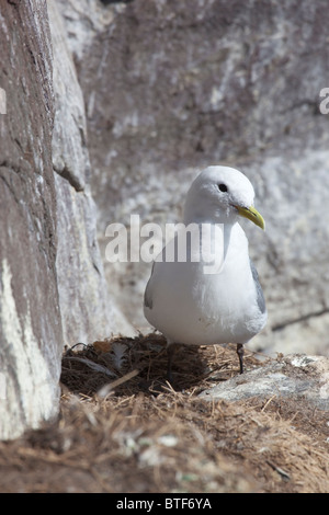 Kittiwake nisten auf einem Felsvorsprung an der Spitze der Klippen, Farne Islands, Northumbria Stockfoto